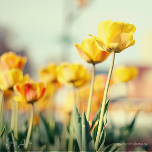 Фотография профиля