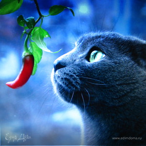 Фотография профиля