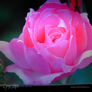 Фотография профиля