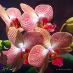 Фотография профиля