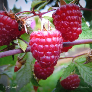 Фотография профиля