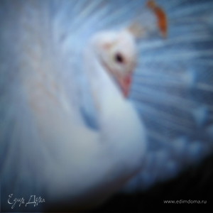 Фотография профиля