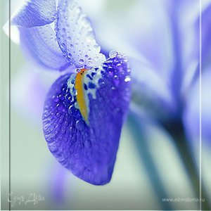 Фотография профиля