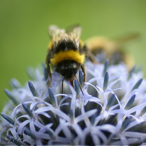 Фотография профиля