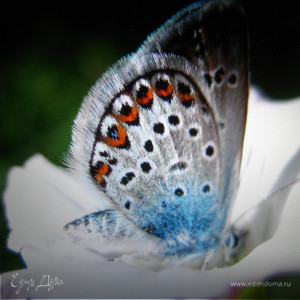 Фотография профиля