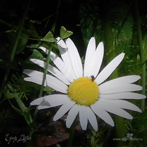 Фотография профиля