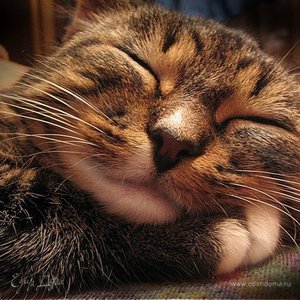 Фотография профиля