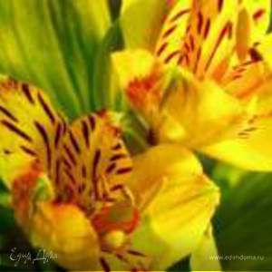 Фотография профиля