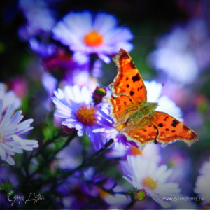 Фотография профиля