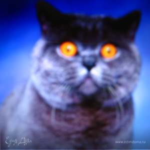 Фотография профиля