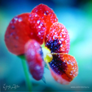 Фотография профиля