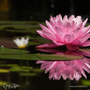 Фотография профиля