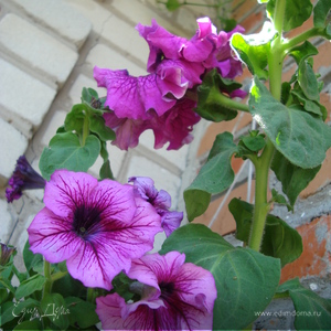 Фотография профиля