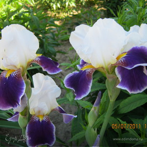 Фотография профиля