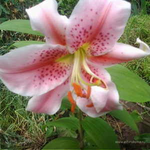 Фотография профиля