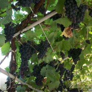 Фотография профиля