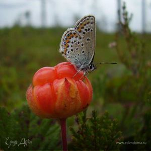 Фотография профиля