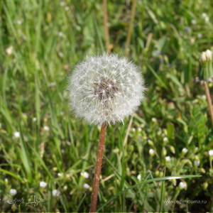 Фотография профиля