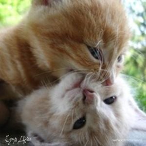 Фотография профиля