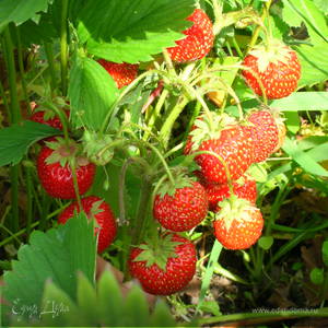 Фотография профиля