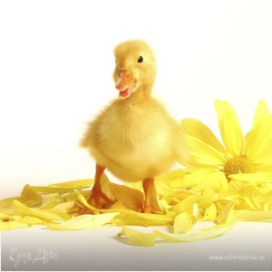 Фотография профиля