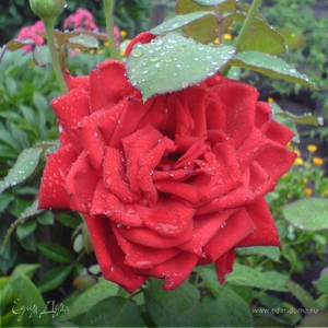 Фотография профиля