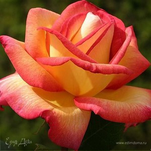 Фотография профиля