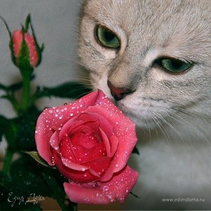 Фотография профиля