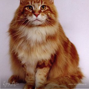 Фотография профиля