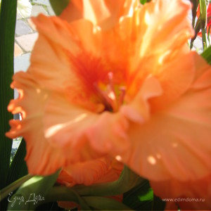 Фотография профиля