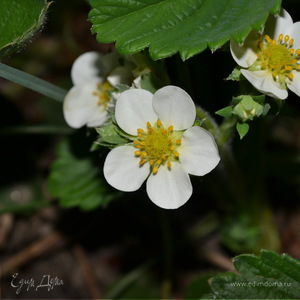 Фотография профиля