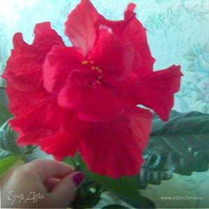 Фотография профиля