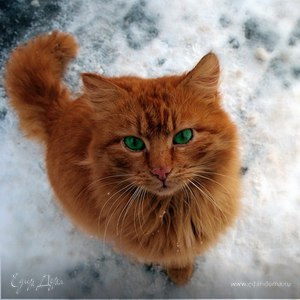 Фотография профиля