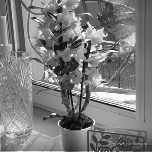 Фотография профиля