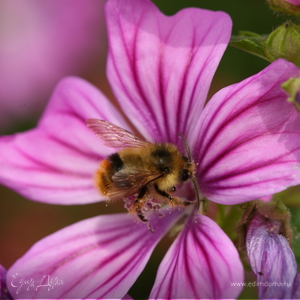 Фотография профиля