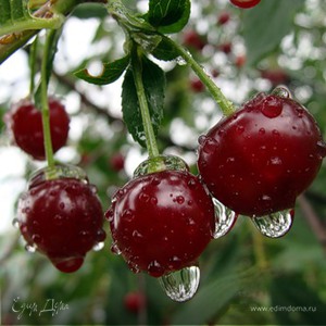 Фотография профиля