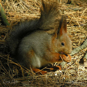 Фотография профиля