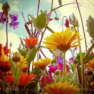 Фотография профиля