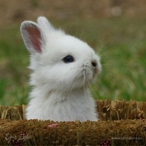 Фотография профиля