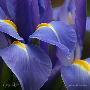 Фотография профиля