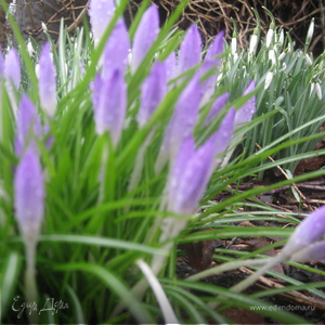 Фотография профиля