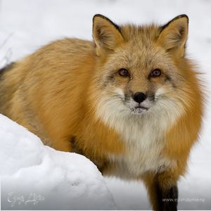 Фотография профиля