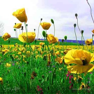 Фотография профиля