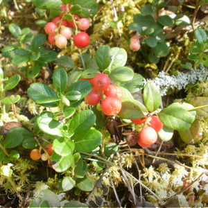 Фотография профиля