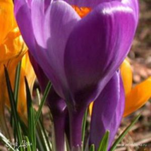 Фотография профиля