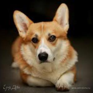 Фотография профиля