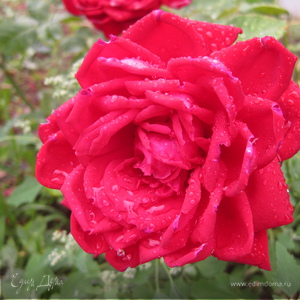 Фотография профиля