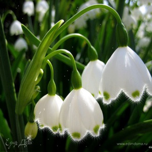 Фотография профиля