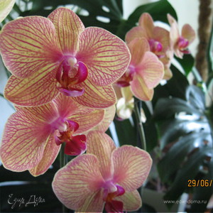 Фотография профиля