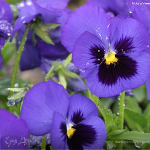 Фотография профиля